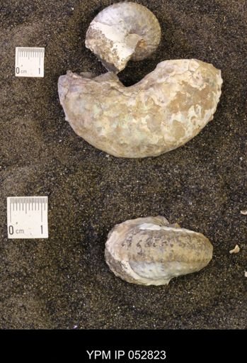 Discoscaphites gulosus