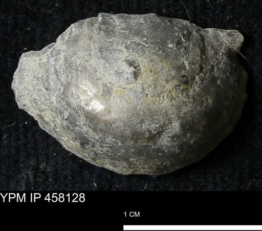 Pholidostrophia iowaensis