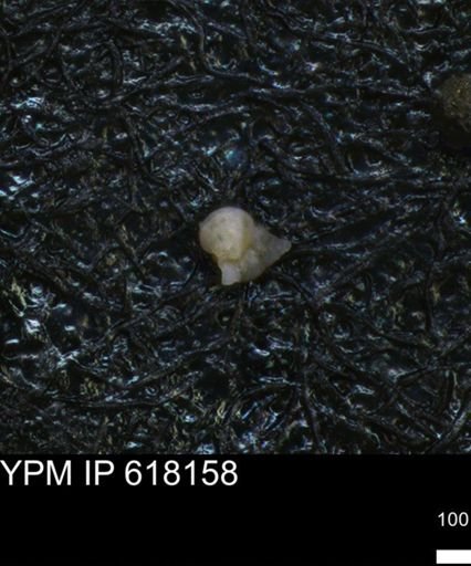 undet. Heterohelicidae