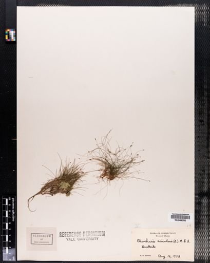 Eleocharis acicularis