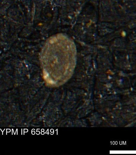 Spirolocammina subcircularis
