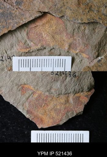 Eurypterida?