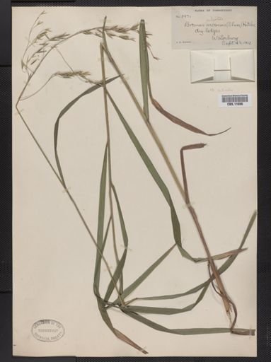 Bromus ciliatus