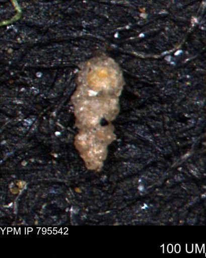 Verneuilinoides hectori
