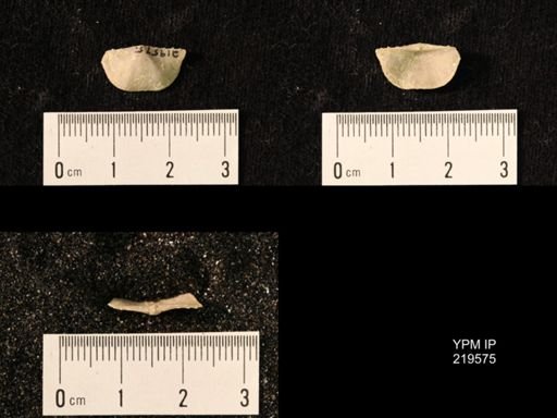 Chonetes granulifer