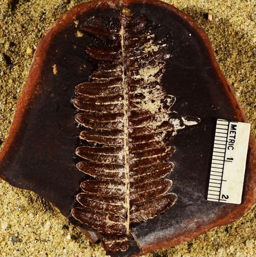 Pecopteris miltoni