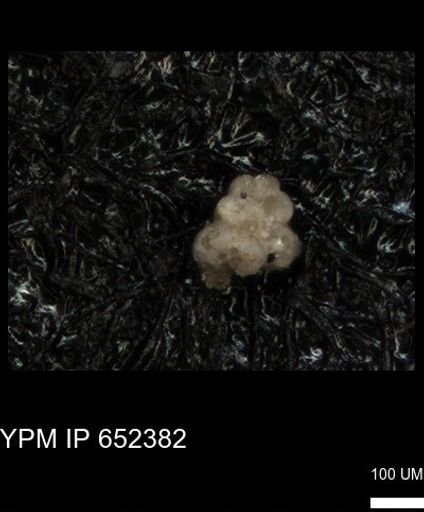 undet. Foraminiferida