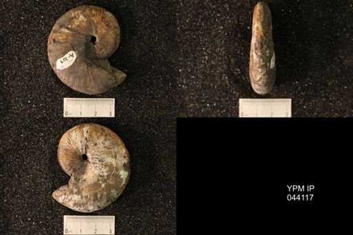 Hoploscaphites nicolletii