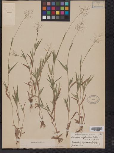 Panicum implicatum
