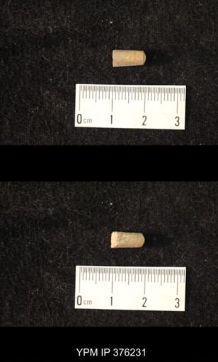 Pseudorthoceras knoxense