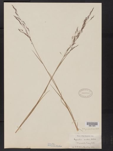 Agrostis hyemalis