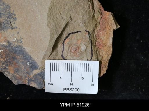 undet. Gastropoda