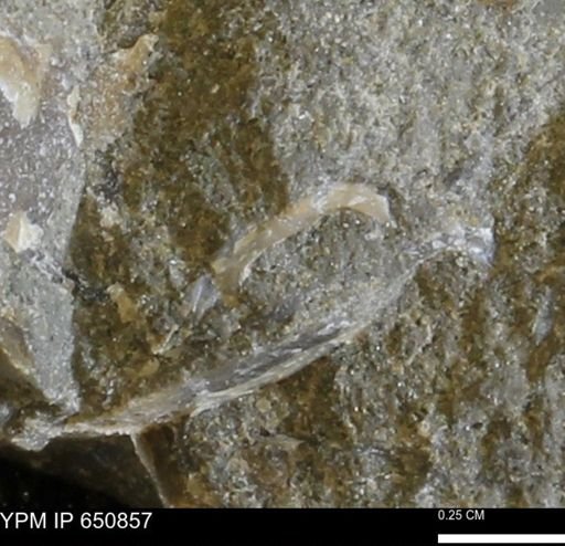 undet. Bivalvia