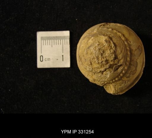Trepospira sphaerulata
