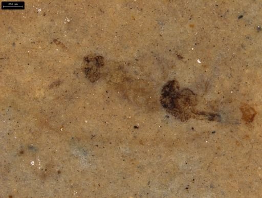 undet. Ichneumonoidea