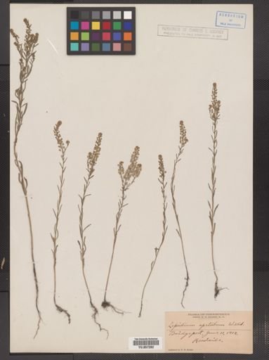 Lepidium densiflorum