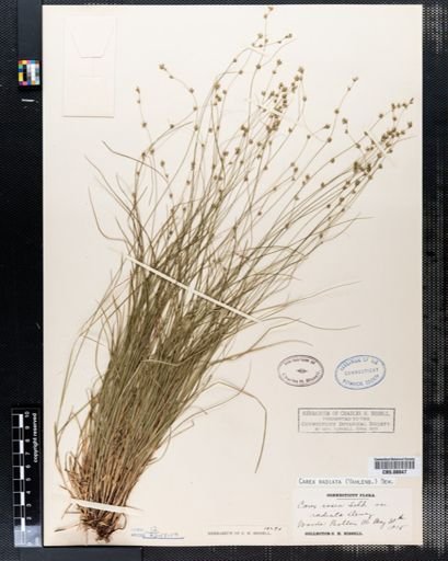 Carex radiata