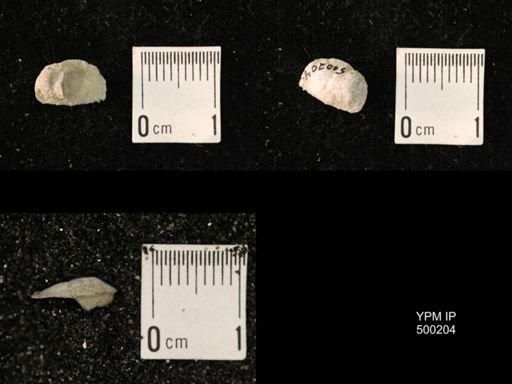 Mesolobus mesolobus decipiens
