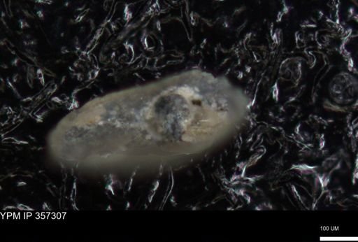 undet. Foraminiferida
