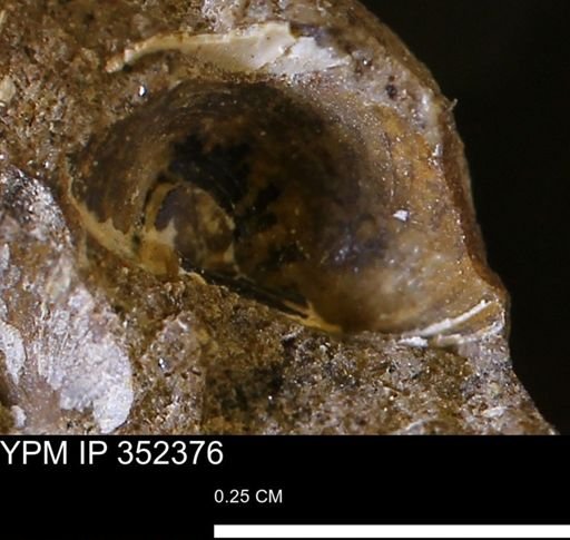 undet. Bivalvia