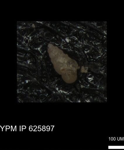 Heterohelicidae