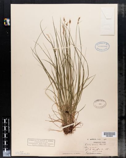 Carex artitecta