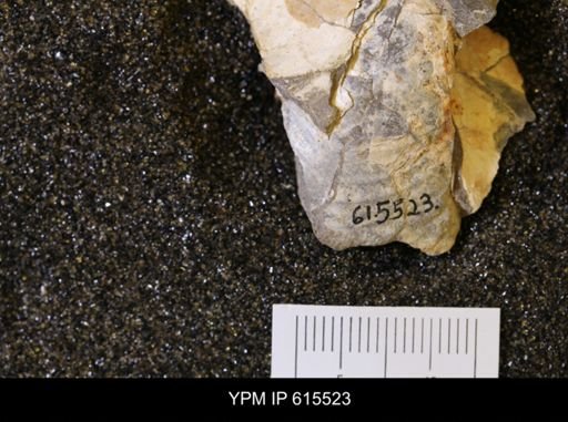 Inoceramus sp.
