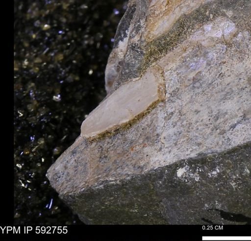 Pseudoptera subtortuosa