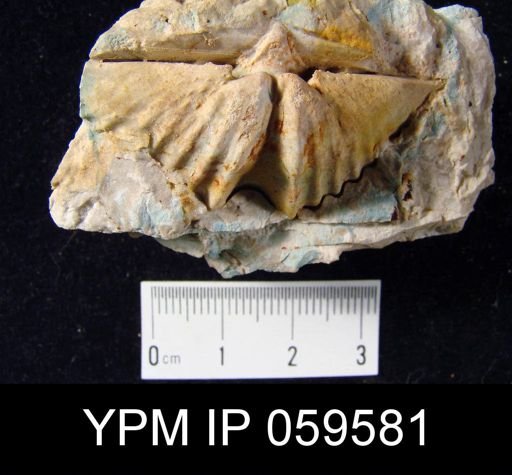 Spirifer hemicyclus