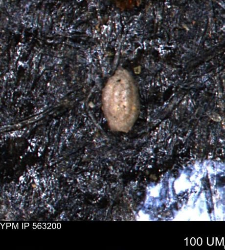 Miliammina manitobensis