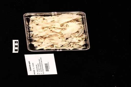 Coryphaenoides rupestris