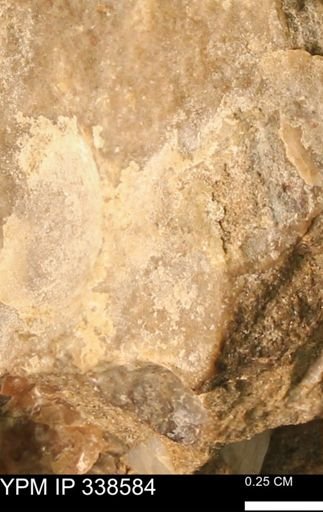 undet. Mollusca