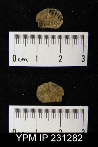 Wellerella osagensis