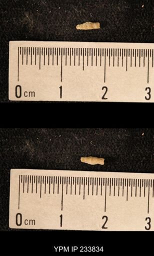 Archaeocidaris sp.
