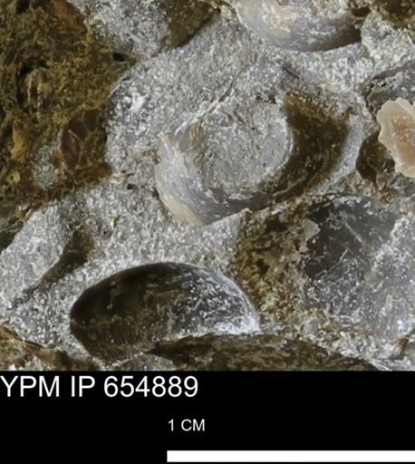 Protocardia