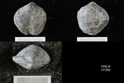 Athyris sp.