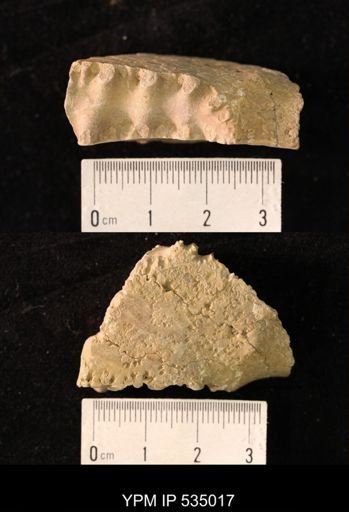 Placenticeras sp.