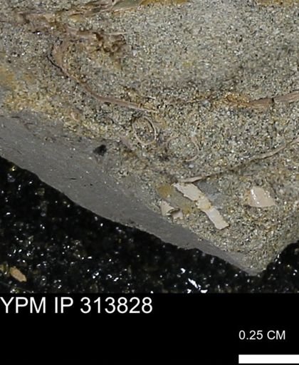 undet. Scaphopoda
