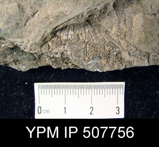 undet. Brachiopoda