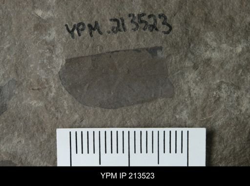 Eurypterus sp.