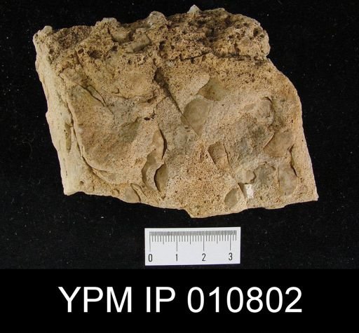 Chonetes permianus