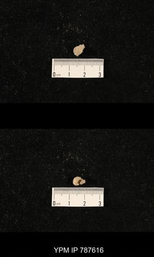 undet. Brachiopoda