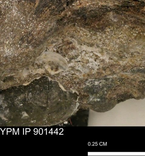 undet. Mollusca