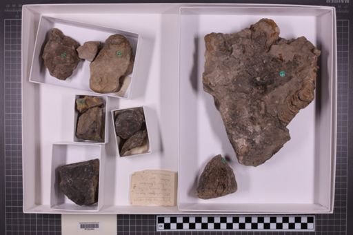 mixed taxa, stratigraphic collection