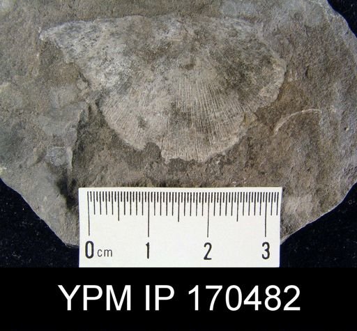 Strophomena?