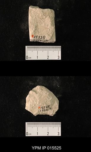 Probnis speciosa