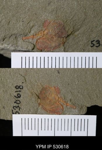 Chauvelicystis sp.