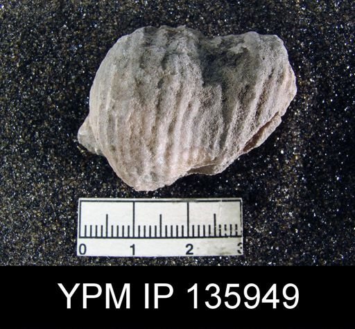 Productus (Dictyoclostus) indicus
