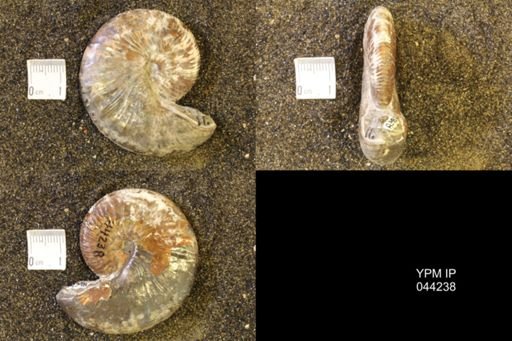 Hoploscaphites comprimus