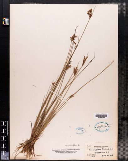 Juncus dichotomus